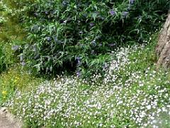 131 Ile de Batz Jardin Georges Delaselle_000024